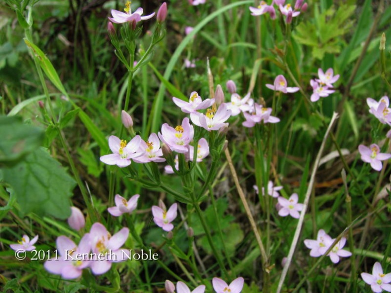 common centaury ex IMG_5764 _800_-1542761602.JPG